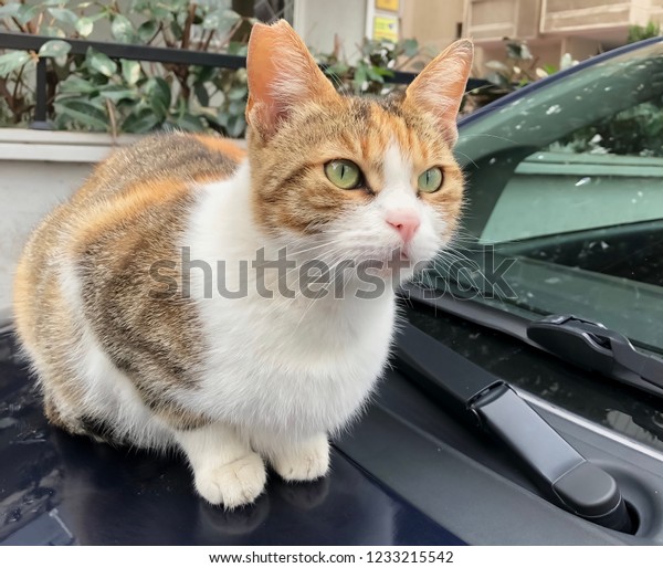 Cat on the car Istanbul\
Turkey