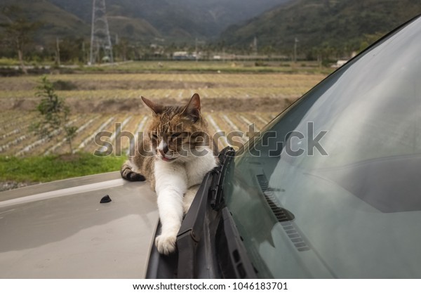 cat on a car in the\
outdoor