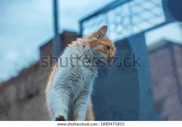 cat on a car in the\
outdoor