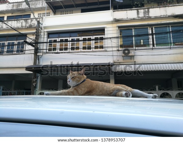 a cat on a car, Relax\
time