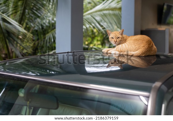cat on the car roof\
