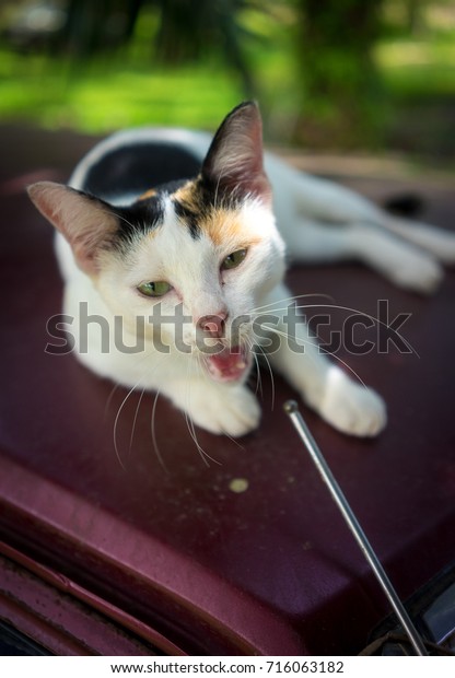 Cat on car\
roof