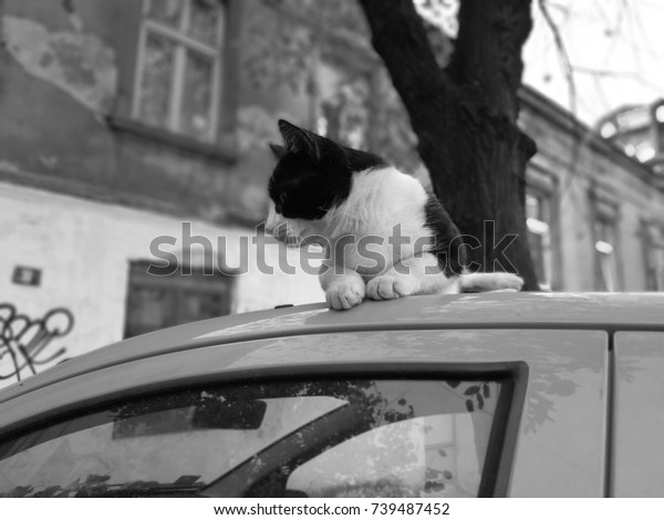 Cat on car\
top