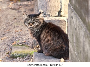 Cat on cemetery