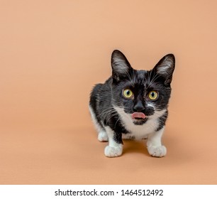 Cat On Coloured And Plain Background