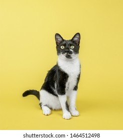 Cat On Coloured And Plain Background