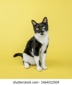 Cat On Coloured And Plain Background