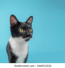 Cat On Coloured And Plain Background