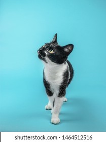 Cat On Coloured And Plain Background