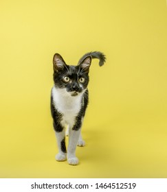 Cat On Coloured And Plain Background