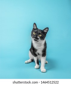 Cat On Coloured And Plain Background