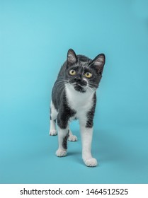 Cat On Coloured And Plain Background