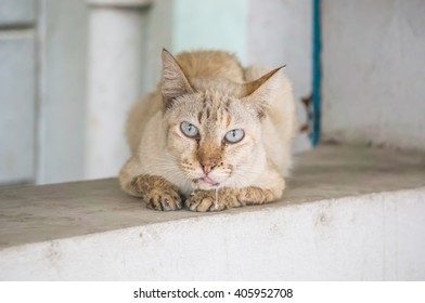 Cat On Door Step