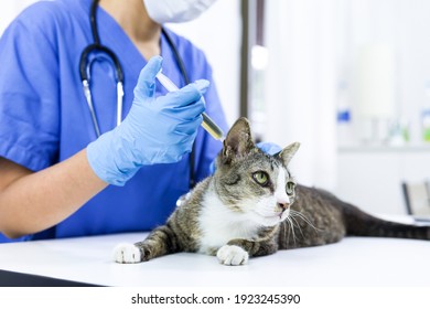 Cat On Examination Table Of Veterinarian Clinic. Veterinary Care. Vet Doctor And Cat