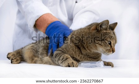 Cat on examination table of veterinarian clinic. The veterinarian doctor checking on cat at vet clinic Veterinary care. Vet doctor and cat. Veterinary medicine.