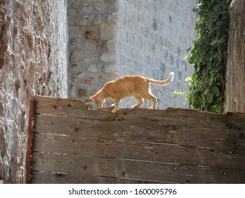 cat on the fence in dubrovnik - Shutterstock ID 1600095796