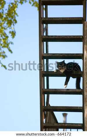 Cat on Fire Escape