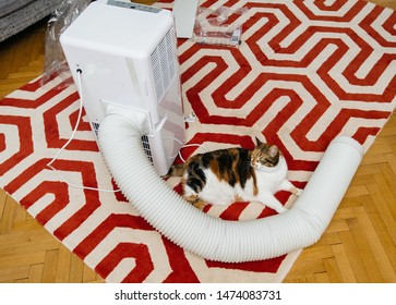 Cat On The Floor Near The Unboxed New Portable Air Conditioner Unit AC During Hot Summer In Living Room Clatronic