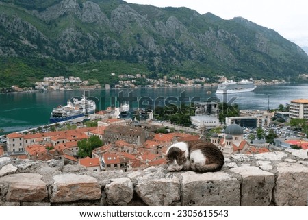 Cat on fortress wall in Kotor, Montenegro. Kotor is a beautiful historic city on the Unesco list.