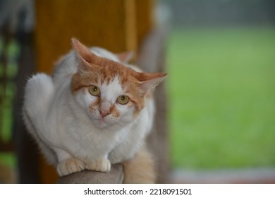 Cat On The Front Porch Railing