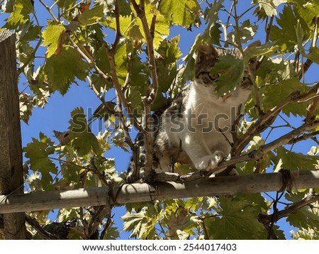 A cat is on a grape vine 