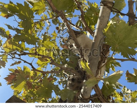 A cat is on a grape vine 