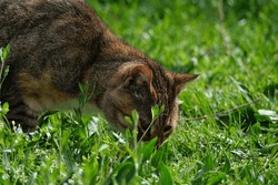Cat On The Grass In The Garden