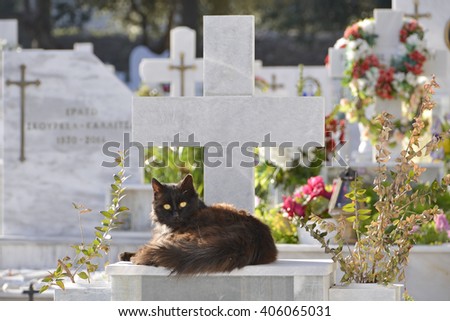 cat on graveyard