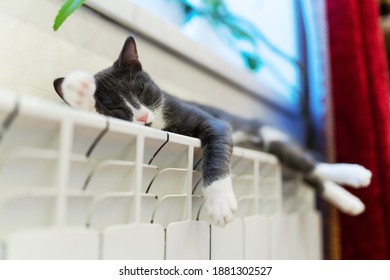 Cat On The Heating Radiator