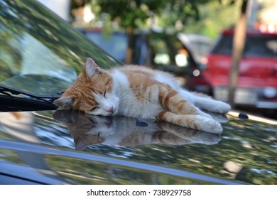 932 Cat On The Hood Of The Car Images, Stock Photos & Vectors ...