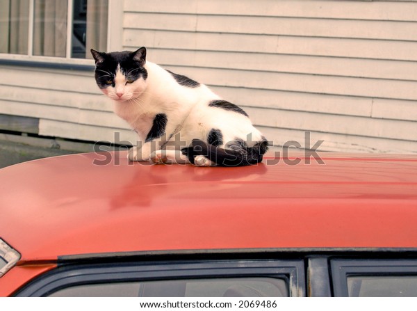 cat on a hot tin
roof