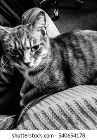 Cat on a lap