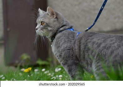 Cat On A Leash