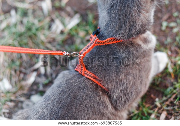 The
cat on the leash walks on the grass near the
house