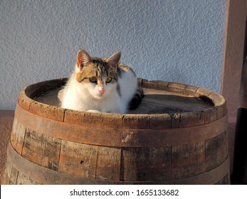 Cat on the old wooden barrel