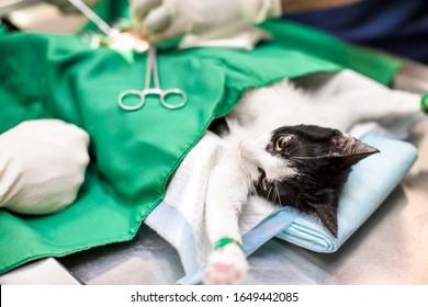 Cat On The Operating Table And  Veterinary Surgery