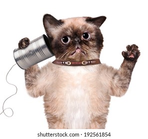 Cat On The Phone With A Can