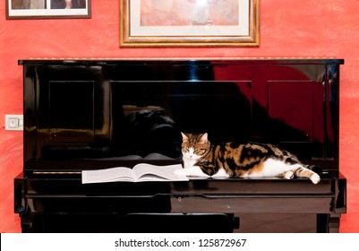 Cat On Piano