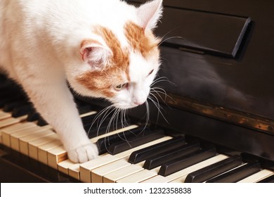 Cat On Piano. White Cat Walking On Piano Keyboard