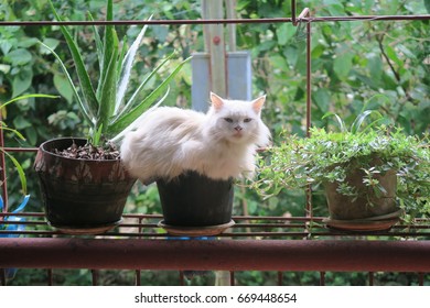 Cat On The Plant Pot 