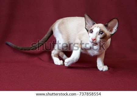 Cat on podium