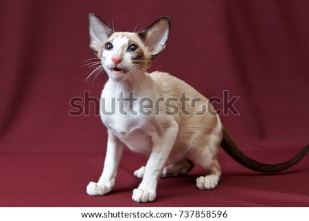 Cat on podium