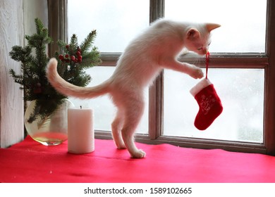 Cat On  Red Window  Sill With  Gift Sock 
 And Christmas Tree 