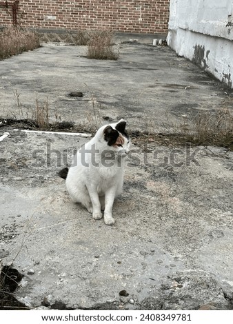 A cat on the road