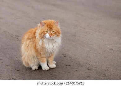 Cat On Road Beautiful Red 260nw 2146075913 