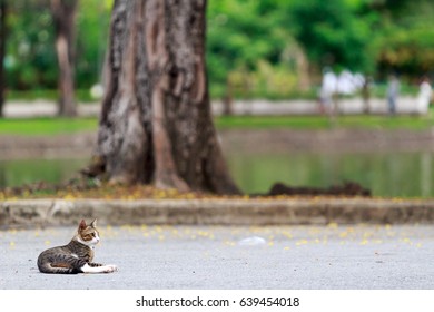 Cat On The Road Looking Forward