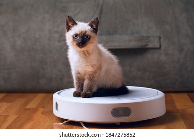Cat On Robotic Vacuum Cleaner In House