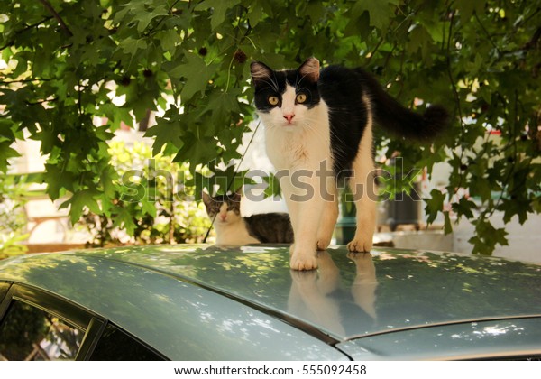 Cat on the roof of\
car