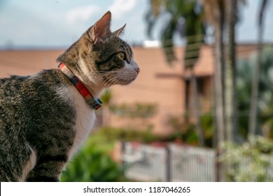 American Wirehair Cat Stock Photos, Images u0026 Photography 