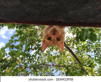 Cat On The Roof Upside Down